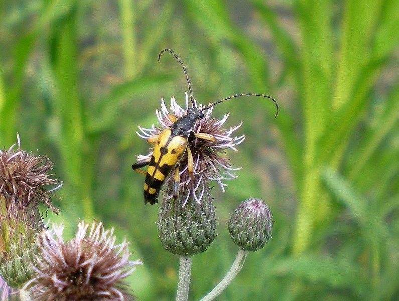 Cerambicide tigrato (Leptura maculata)